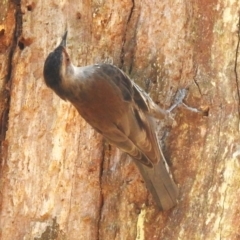 Climacteris erythrops (Red-browed Treecreeper) at Cotter River, ACT - 23 Oct 2023 by JohnBundock