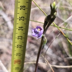 Thelymitra brevifolia (Short-leaf Sun Orchid) at Captains Flat, NSW - 24 Oct 2023 by Csteele4