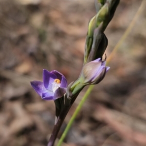 Thelymitra brevifolia at Captains Flat, NSW - 24 Oct 2023