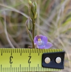 Thelymitra brevifolia at Captains Flat, NSW - 24 Oct 2023