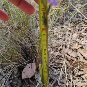 Thelymitra brevifolia at Captains Flat, NSW - 24 Oct 2023