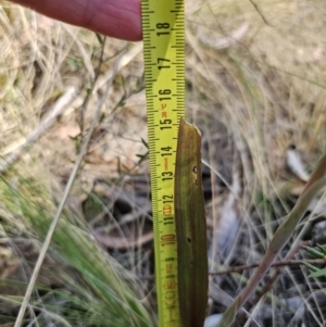 Thelymitra brevifolia at Captains Flat, NSW - 24 Oct 2023