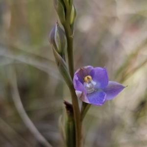 Thelymitra brevifolia at Captains Flat, NSW - 24 Oct 2023