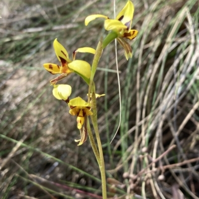 Diuris sulphurea (Tiger Orchid) at Mount Ainslie - 24 Oct 2023 by SilkeSma