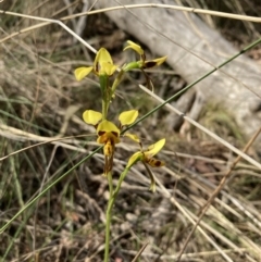 Diuris sulphurea at Majura, ACT - 24 Oct 2023