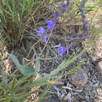 Veronica perfoliata (Digger's Speedwell) at Mount Ainslie - 24 Oct 2023 by SilkeSma