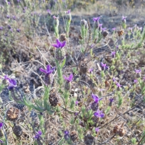 Lavandula stoechas at Jerrabomberra, ACT - 24 Oct 2023