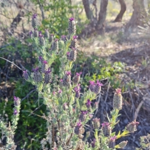 Lavandula stoechas at Jerrabomberra, ACT - 24 Oct 2023 04:53 PM