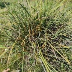 Lomandra longifolia (Spiny-headed Mat-rush, Honey Reed) at Wanniassa Hill - 24 Oct 2023 by Mike