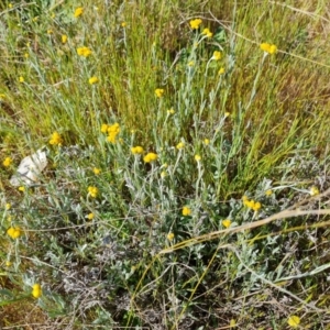 Chrysocephalum apiculatum at Tuggeranong, ACT - 24 Oct 2023