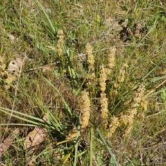 Lomandra multiflora (Many-flowered Matrush) at Wanniassa Hill - 24 Oct 2023 by Mike