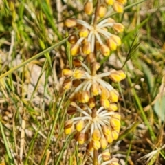 Lomandra multiflora at Tuggeranong, ACT - 24 Oct 2023