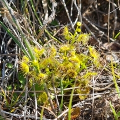 Drosera gunniana (Pale Sundew) at Wanniassa Hill - 24 Oct 2023 by Mike