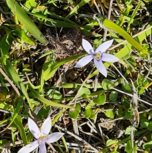 Isotoma fluviatilis subsp. australis at Tuggeranong, ACT - 24 Oct 2023