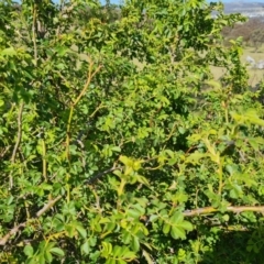 Rosa rubiginosa (Sweet Briar, Eglantine) at Tuggeranong, ACT - 24 Oct 2023 by Mike