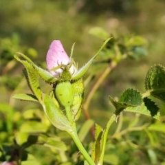 Rosa rubiginosa at Tuggeranong, ACT - 24 Oct 2023 03:48 PM