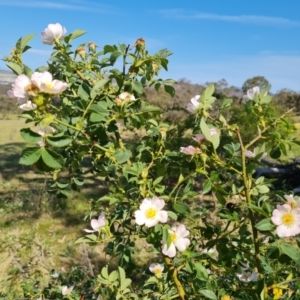 Rosa canina at Hume, ACT - 24 Oct 2023 03:47 PM