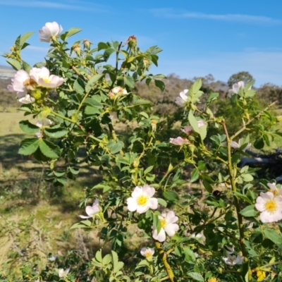 Rosa canina (Dog Rose) at Hume, ACT - 24 Oct 2023 by Mike