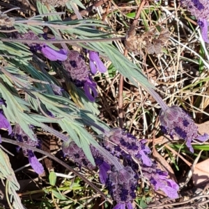 Lavandula stoechas at Tuggeranong, ACT - 24 Oct 2023 03:38 PM