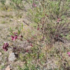 Dodonaea viscosa subsp. angustissima (Hop Bush) at Tuggeranong, ACT - 24 Oct 2023 by Mike