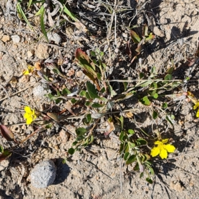 Goodenia hederacea subsp. hederacea (Ivy Goodenia, Forest Goodenia) at Tuggeranong, ACT - 24 Oct 2023 by Mike