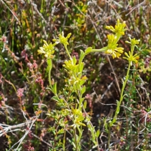 Pimelea curviflora at Tuggeranong, ACT - 24 Oct 2023