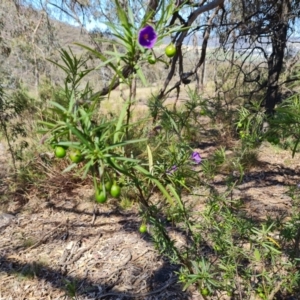 Solanum linearifolium at Tuggeranong, ACT - 24 Oct 2023