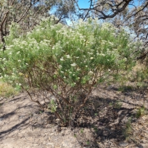 Cassinia longifolia at Tuggeranong, ACT - 24 Oct 2023