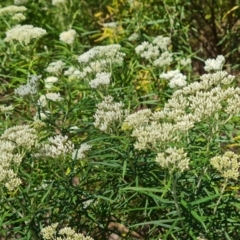 Cassinia longifolia at Tuggeranong, ACT - 24 Oct 2023