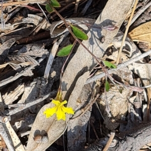 Goodenia hederacea subsp. hederacea at Tuggeranong, ACT - 24 Oct 2023