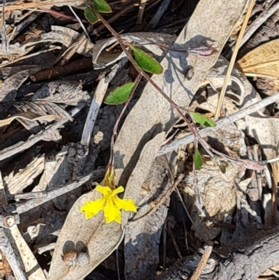 Goodenia hederacea subsp. hederacea (Ivy Goodenia, Forest Goodenia) at Tuggeranong, ACT - 24 Oct 2023 by Mike