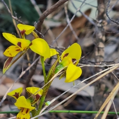 Diuris sulphurea (Tiger Orchid) at Wanniassa Hill - 24 Oct 2023 by Mike