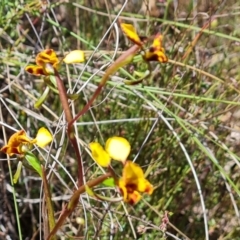 Diuris semilunulata (Late Leopard Orchid) at Wanniassa Hill - 24 Oct 2023 by Mike