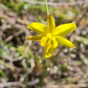 Tricoryne elatior at Tuggeranong, ACT - 24 Oct 2023