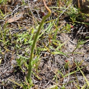 Microtis sp. at Tuggeranong, ACT - suppressed