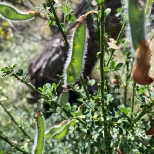 Genista monspessulana at Campbell, ACT - 24 Oct 2023 03:28 PM