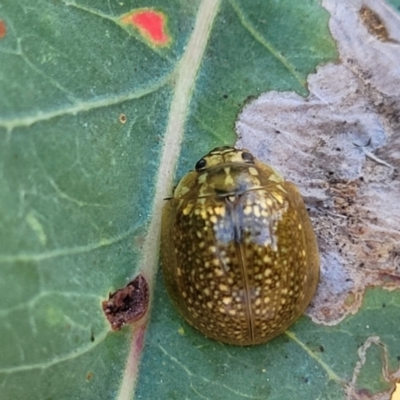 Paropsisterna cloelia (Eucalyptus variegated beetle) at Kuringa Woodlands - 24 Oct 2023 by trevorpreston