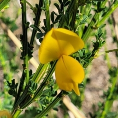 Cytisus scoparius subsp. scoparius (Scotch Broom, Broom, English Broom) at Kuringa Woodlands - 24 Oct 2023 by trevorpreston