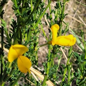 Cytisus scoparius subsp. scoparius at Fraser, ACT - 24 Oct 2023 05:15 PM