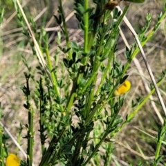 Cytisus scoparius subsp. scoparius at Fraser, ACT - 24 Oct 2023 05:15 PM