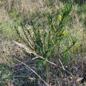 Cytisus scoparius subsp. scoparius at Fraser, ACT - 24 Oct 2023