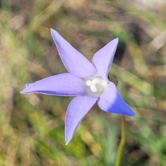 Wahlenbergia sp. (Bluebell) at Kuringa Woodlands - 24 Oct 2023 by trevorpreston