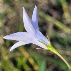 Wahlenbergia sp. at Fraser, ACT - 24 Oct 2023 05:13 PM