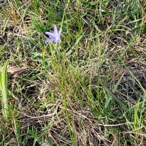 Wahlenbergia sp. at Fraser, ACT - 24 Oct 2023 05:13 PM