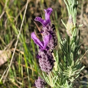 Lavandula stoechas at Fraser, ACT - 24 Oct 2023