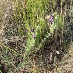 Lavandula stoechas at Fraser, ACT - 24 Oct 2023