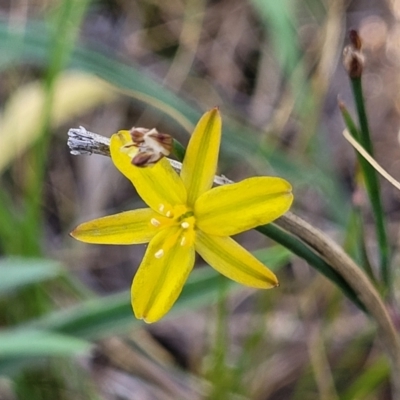Tricoryne elatior (Yellow Rush Lily) at Fraser, ACT - 24 Oct 2023 by trevorpreston