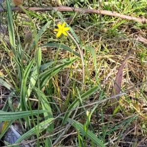 Tricoryne elatior at Fraser, ACT - 24 Oct 2023