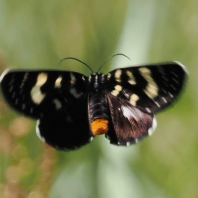 Phalaenoides tristifica (Willow-herb Day-moth) at Pine Island to Point Hut - 24 Oct 2023 by roman_soroka