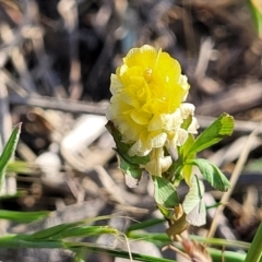 Trifolium campestre (Hop Clover) at Kuringa Woodlands - 24 Oct 2023 by trevorpreston